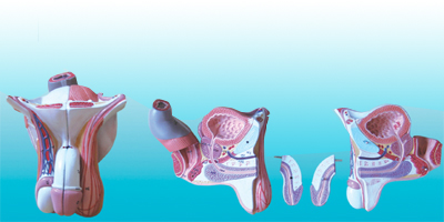 Mô hình bộ phận sinh dục nam